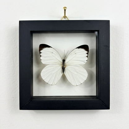small white and black butterfly inside black frame on a white background
