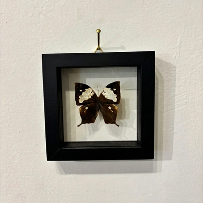 small white and brown butterfly inside black frame on a white background