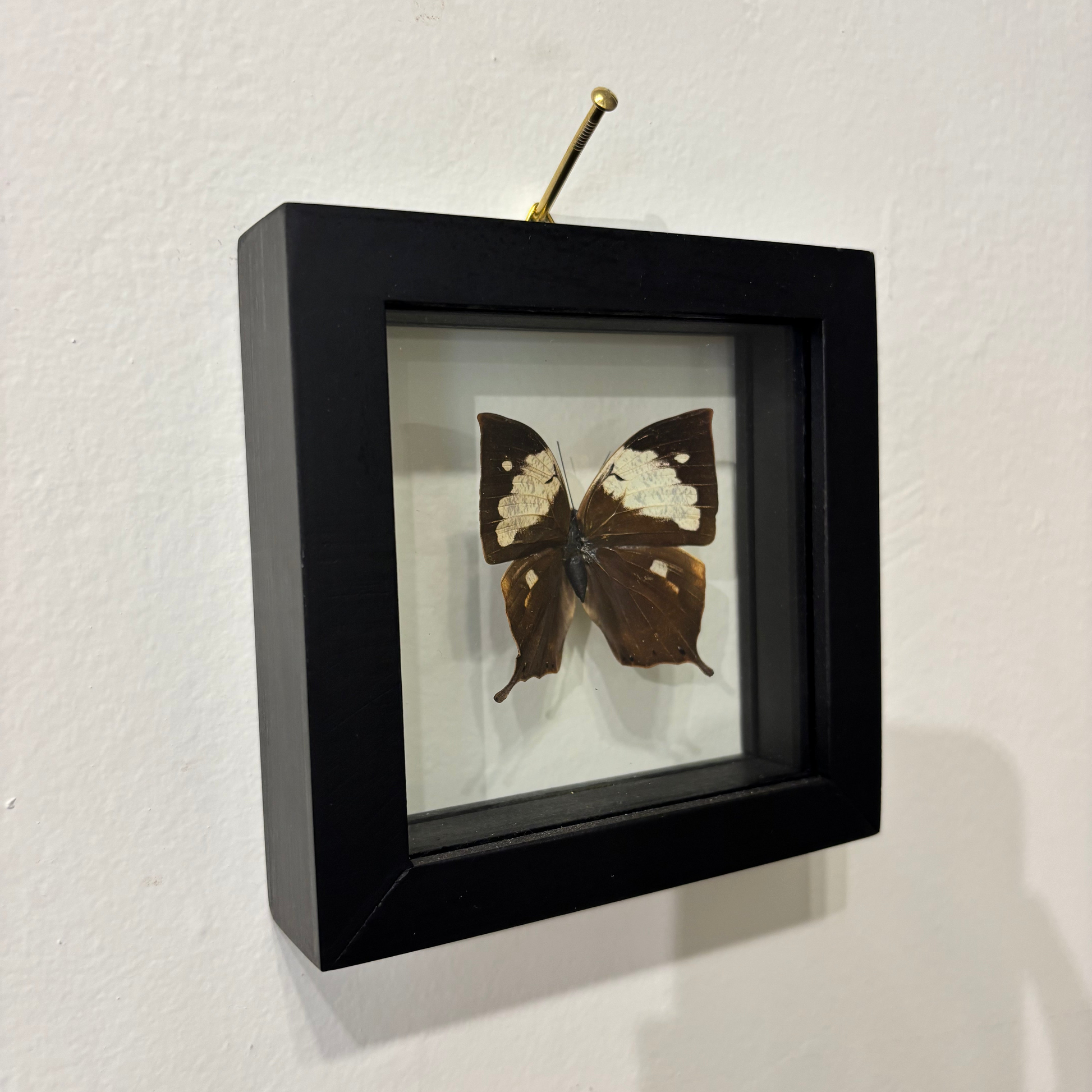 small white and brown butterfly inside black frame on a white background