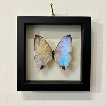 iridescent white butterfly inside a black frame on a white wall