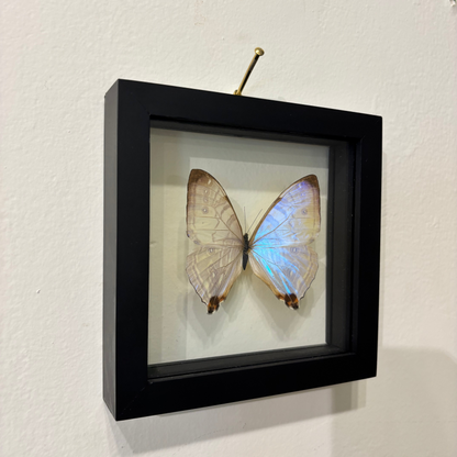 iridescent white butterfly inside a black frame on a white wall