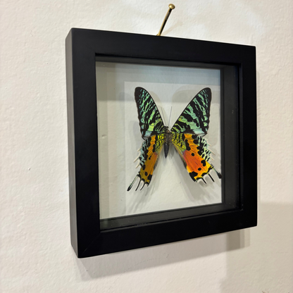 brightly colored orange, green, and black butterfly inside a black frame on a white wall