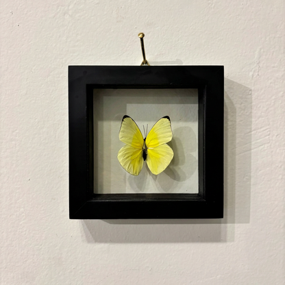 yellow butterfly in black frame on hite background