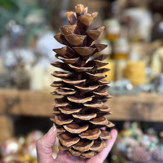 Hand holding sugar pine cone