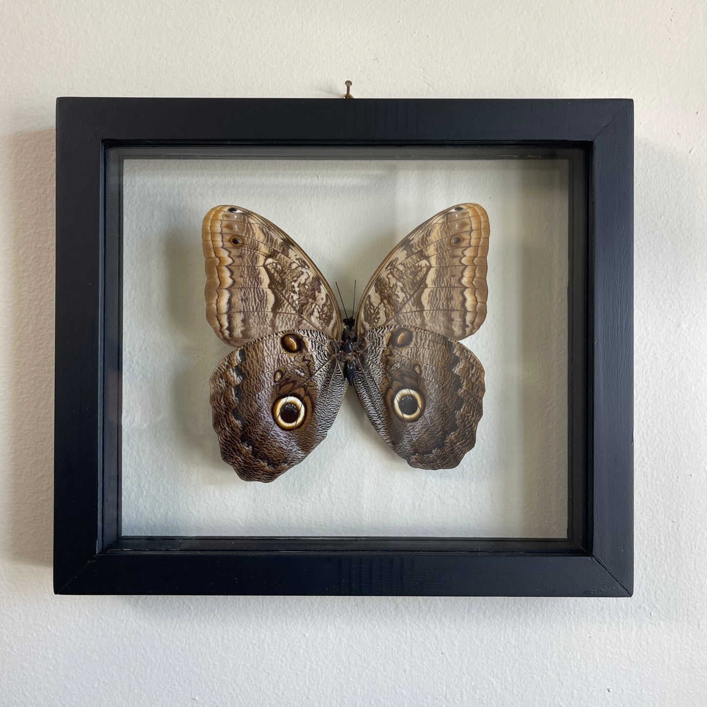 Framed owl butterfly on a white background