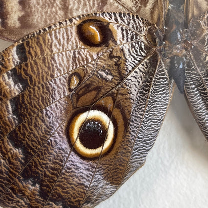 Close-up of a butterfly wing with eye spot pattern