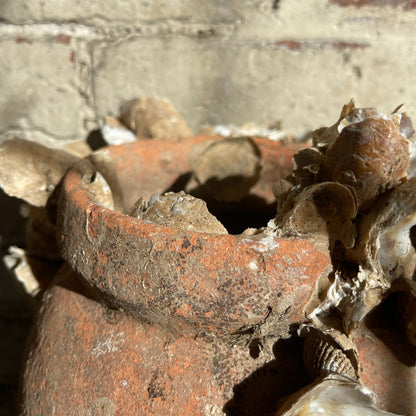 Terracotta pot with dried oysters attached, against a textured brick wall.