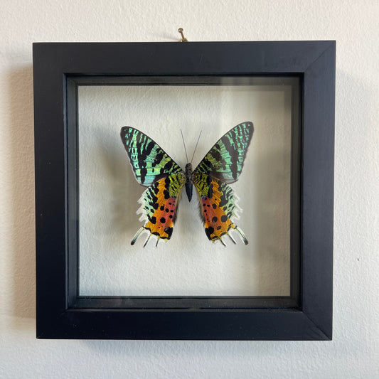 Framed butterfly on a white background