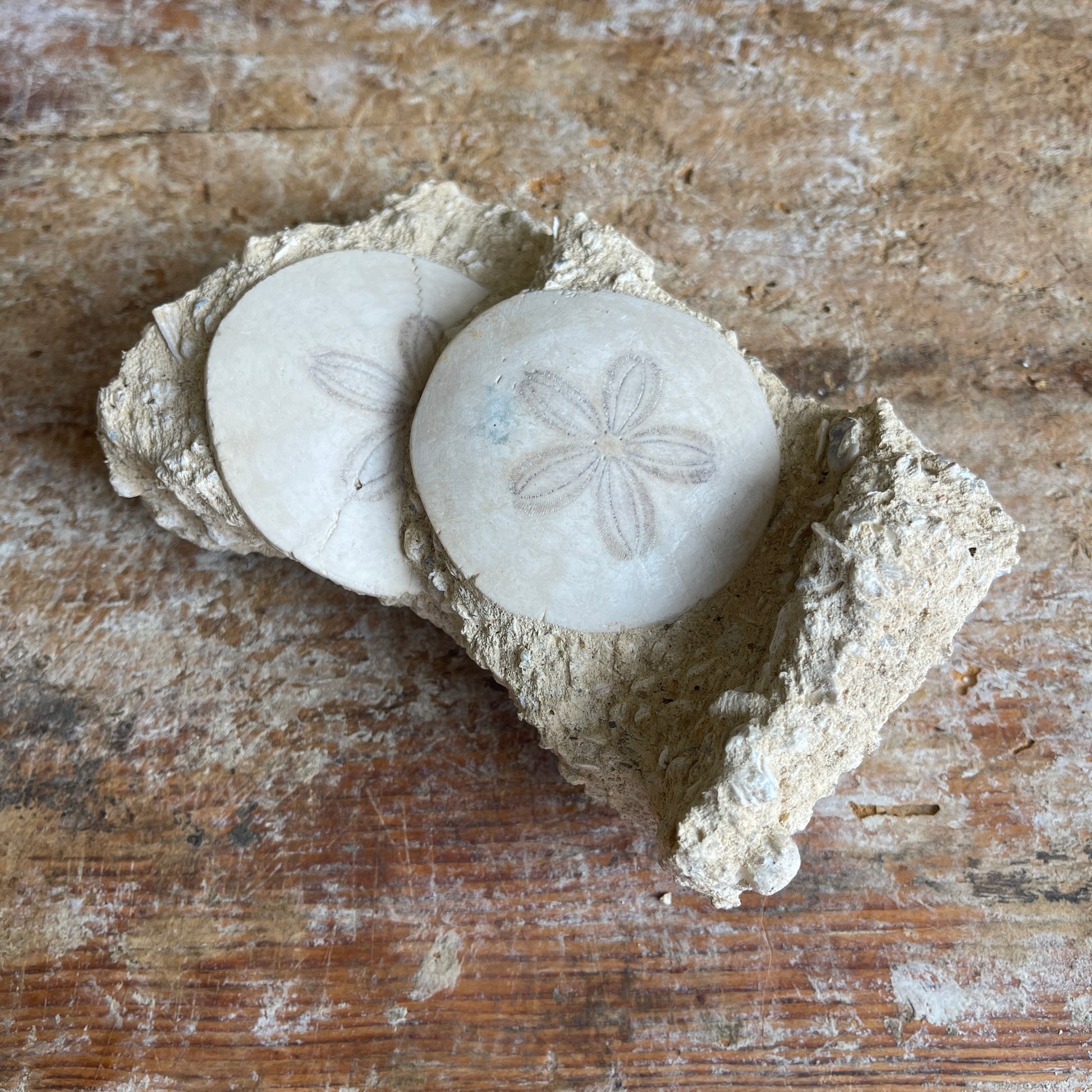 Fossilized sand dollars in matrix on wooden surface