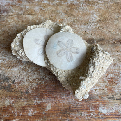 Fossilized sand dollars in matrix on wooden surface