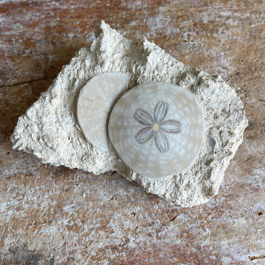Fossilized sand dollars in matrix on wooden surface