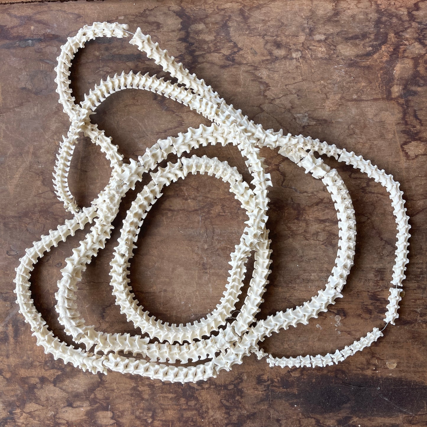 Articulated snake vertebrae on a wooden surface