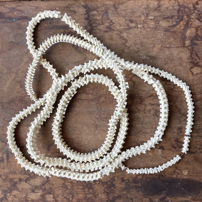 Articulated snake vertebrae on a wooden surface