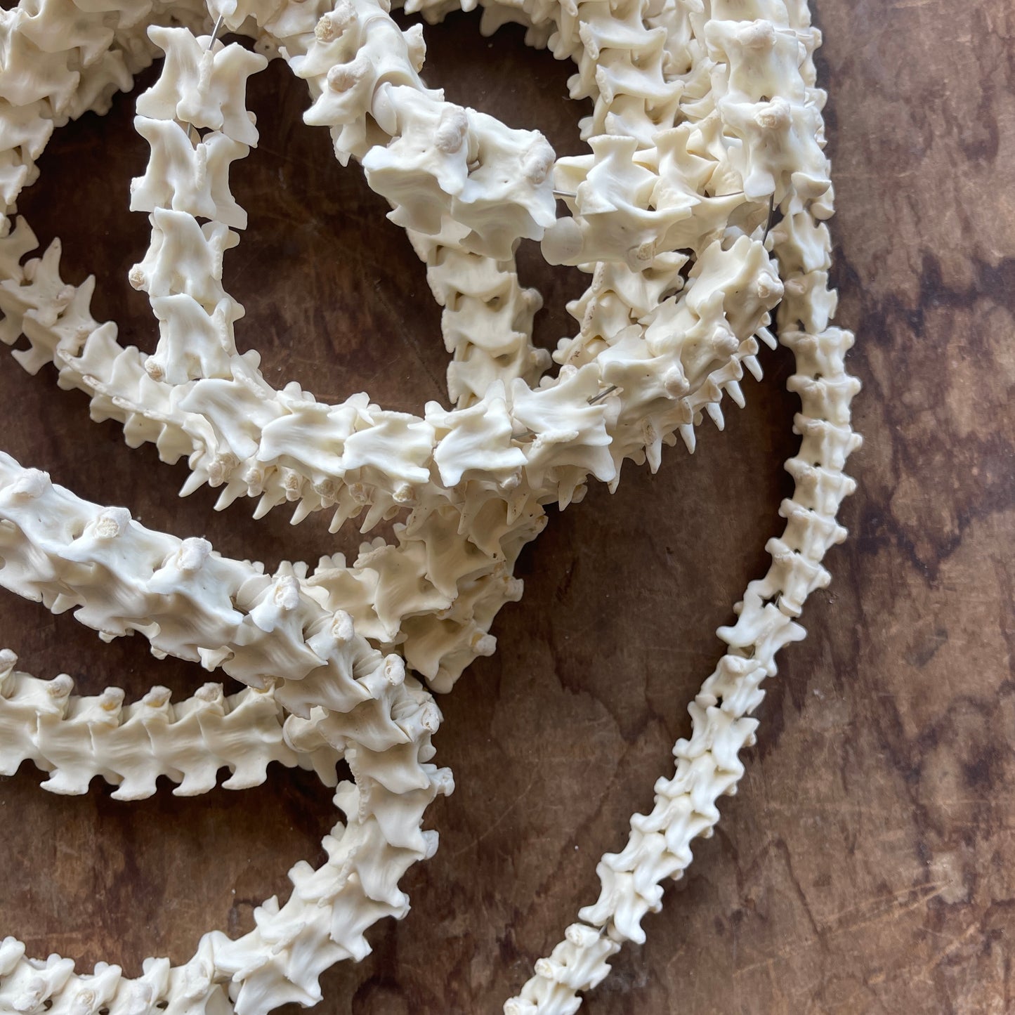 Close-up of articulated snake vertebrae on a wooden surface