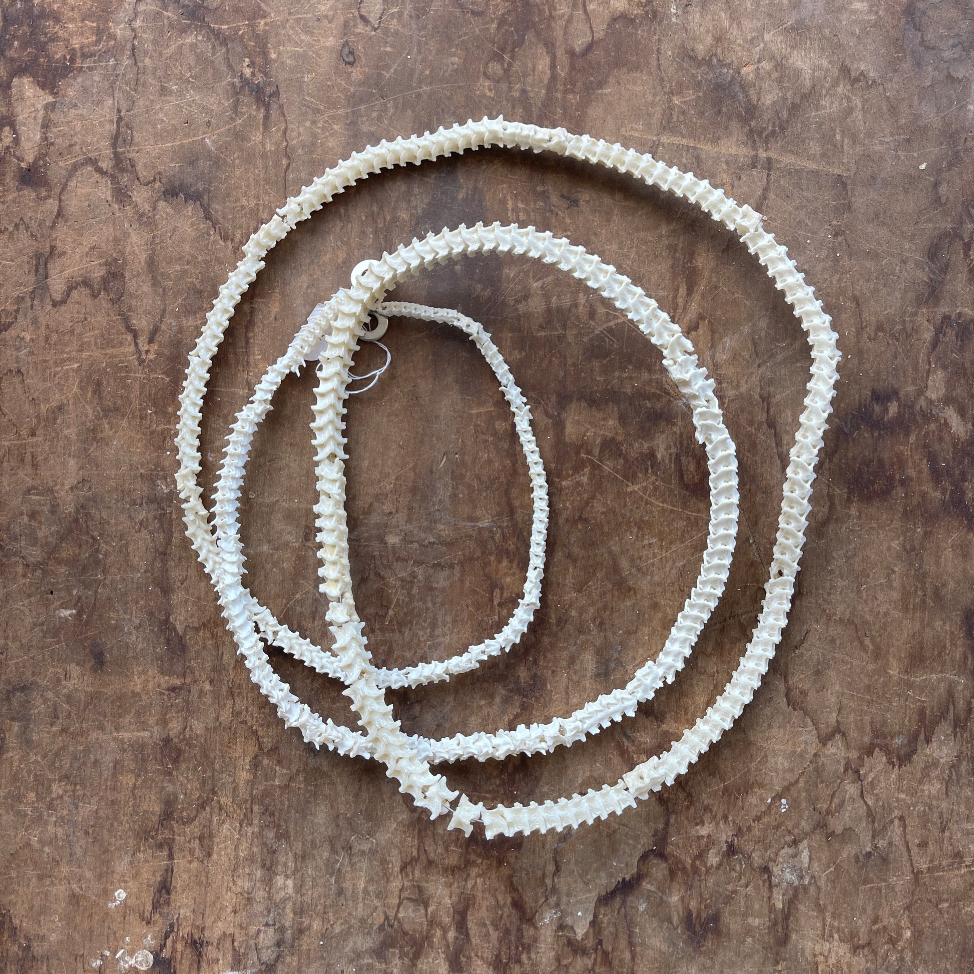 Articulated snake vertebrae on a wooden surface