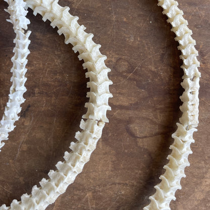 Snake Vertebrae Garland | Small
