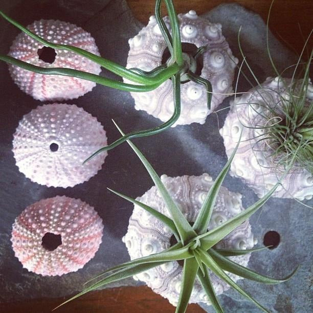 Several sea urchins with airplants inside