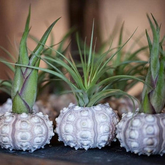 Several sea urchins with airplants inside