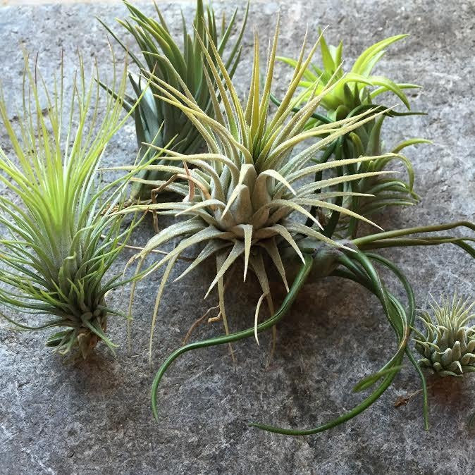 Tillandsia | Airplant Bundle image 0