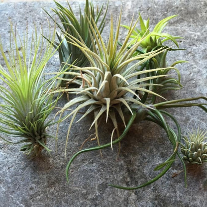 Tillandsia | Airplant Bundle image 0