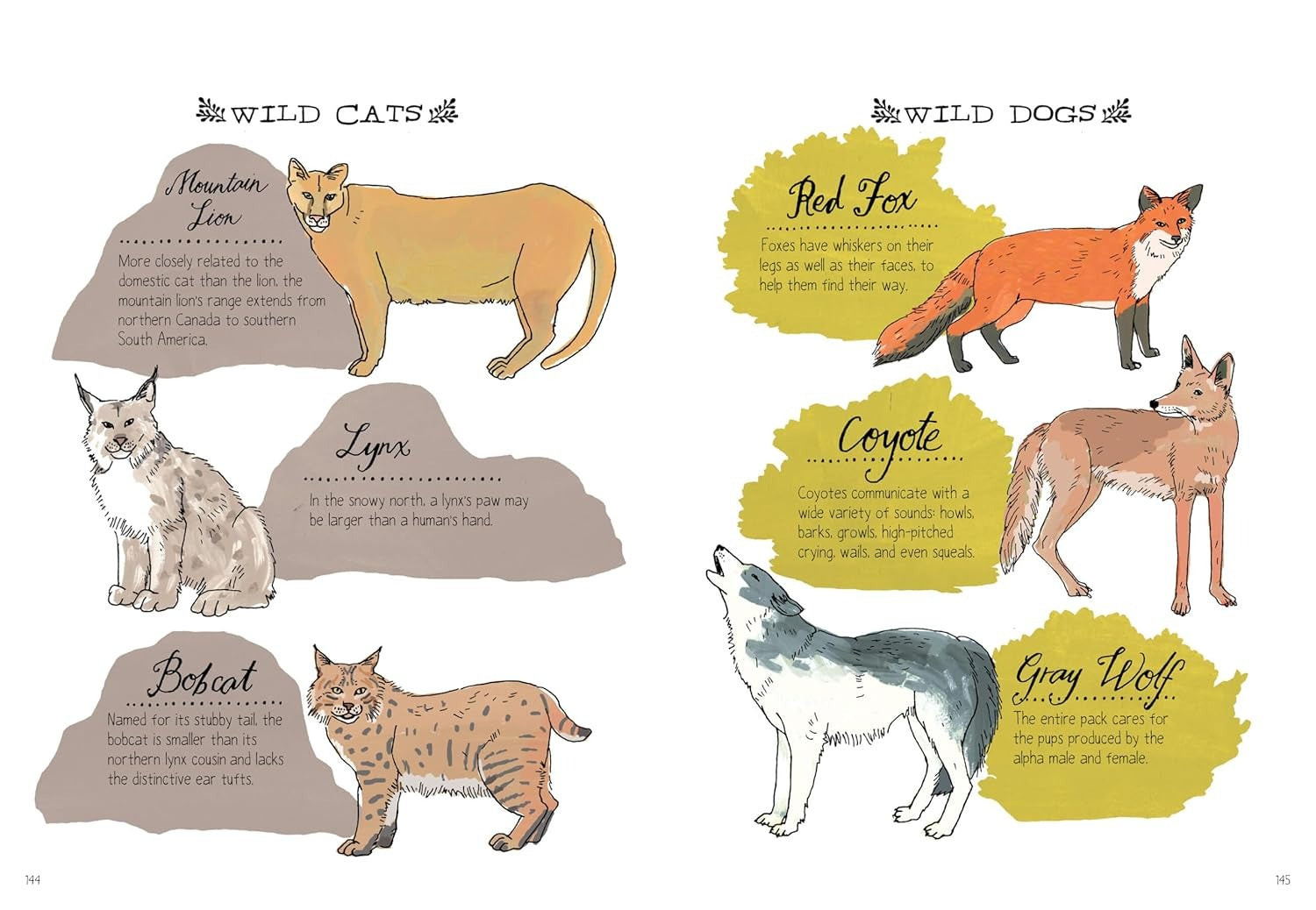 Illustrations of wild cats and wild dogs with labels on a white background